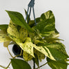 Pothos Neon Queen
