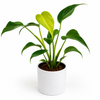 Monstera Burle Marx Flame