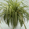 Inner Variegated Spider Plant