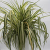 Inner Variegated Spider Plant