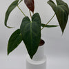 Anthurium Red Crystal Crystallinum