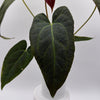Anthurium Red Crystal Crystallinum