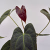 Anthurium Red Crystal Crystallinum