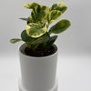 Peperomia Obtusifolia 'Pepperface'