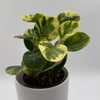 Peperomia Obtusifolia 'Pepperface'