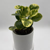 Peperomia Obtusifolia 'Pepperface'