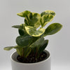 Peperomia Obtusifolia 'Pepperface'