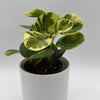 Peperomia Obtusifolia 'Pepperface'
