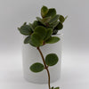 Peperomia 'Hope'