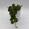 Peperomia 'Hope'