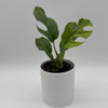 Rhaphidophora Tetrasperma (Mini Monstera)