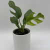 Rhaphidophora Tetrasperma (Mini Monstera)