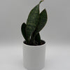 Sansevieria Masoniana (Whale Fin)