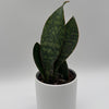 Sansevieria Masoniana (Whale Fin)