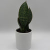 Sansevieria Masoniana (Whale Fin)