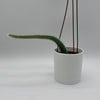 Monkey Tail Cactus