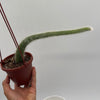 Monkey Tail Cactus