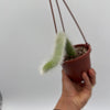 Monkey Tail Cactus