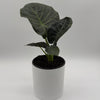 Alocasia Regal Shields Sumo