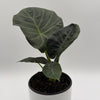 Alocasia Regal Shields Sumo