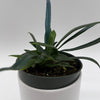 Blue Oil Fern