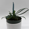 Blue Oil Fern