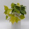 Philodendron Lemon Lime