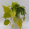 Philodendron Lemon Lime