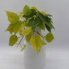 Philodendron Lemon Lime