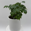 China Doll Plant (Radermachera Sinica)