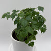 China Doll Plant (Radermachera Sinica)