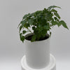 China Doll Plant (Radermachera Sinica)