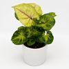 Syngonium 'Orn Thong'