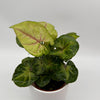 Syngonium 'Orn Thong'