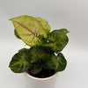Syngonium 'Orn Thong'