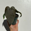 Anthurium Queen of Hearts