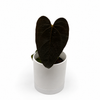 Anthurium Queen of Hearts