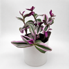 Tradescantia Nanouk