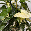 Syngonium Albo