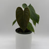 Philodendron Lynamii