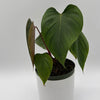 Philodendron Lynamii