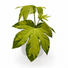 Variegated Fatsia Japonica Camoflouge