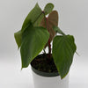 Philodendron Lynamii