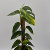 Epipremnum Pinnatum Yellow Flame