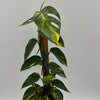 Epipremnum Pinnatum Yellow Flame