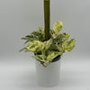Pothos Marble Queen