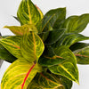 Aglaonema 'Golden Fluorite'