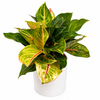 Aglaonema 'Golden Fluorite'