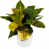 Aglaonema 'Golden Fluorite'