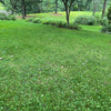 Micro Clover Seed